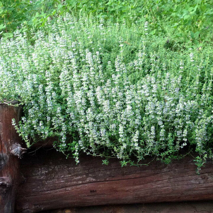 楽天市場 ハーブ 苗 クリーピングタイム グランドカバー 常緑 多年草 ハーブ苗 栽培キット 効能 スーパー 種類 料理 育て方 使い方 選び方 ラベンダー 寄せ植え ハーブティ レシピ 鉢植え バジル ローズマリー ミント 花苗 ドライハーブ 野菜 水耕 ハーブ苗の