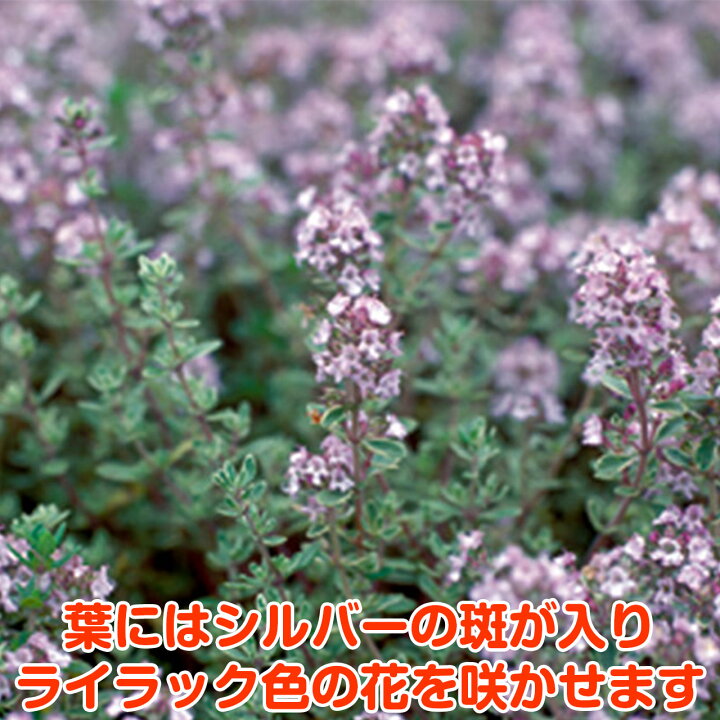 ハーブ 苗 コルシカミント 1株 ハッカ 宿根草 虫除け 鉢 寄せ植え グランドカバー 海外並行輸入正規品 ハーブ 苗 コルシカミント 1株 ハッカ 宿根草 虫除け 鉢 寄せ植え グランドカバー 海外並行輸入正規品