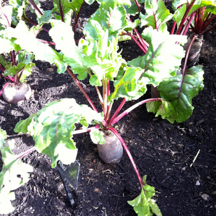 楽天市場 野菜 苗 ビートルート ビーツ ハーブティー ハーブガーデン 栽培キット 花苗 ガーデニング ドライハーブ セット 室内 プランター 寄せ植え ティーバッグ ハーブウォーター 乾燥 料理 プランター 家庭菜園 キット ハーブ苗のポタジェガーデン