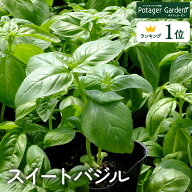 【本日P2倍】 苗 スイートバジル（トマト ハーブ 料理 ハーブティー 栽培キット 花苗 苗木 ガーデニング …