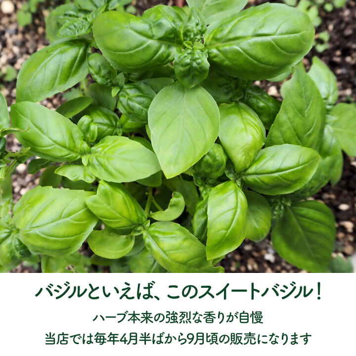 楽天市場 Tv紹介 ハーブ 苗 スイートバジル ハーブティー ハーブガーデン 栽培キット 花苗 ガーデニング ドライハーブ セット 室内 プランター 寄せ植え ティーバッグ ハーブウォーター 乾燥 料理 プランター 家庭菜園 キット スイートb ハーブ苗のポタジェガーデン 楽天市場 Tv紹介 ハーブ 苗 スイートバジル ハーブティー ハーブガーデン 栽培キット 花苗 ガーデニング ドライハーブ セット 室内 プランター 寄せ植え ティーバッグ ハーブウォーター 乾燥 料理 プランター 家庭菜園 キット スイートb ハーブ苗のポタジェガーデン