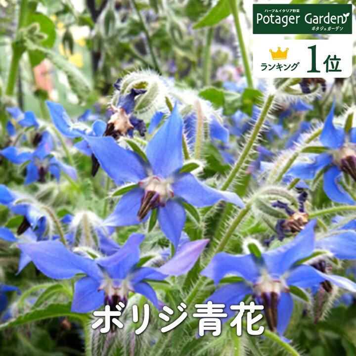 楽天市場 P2倍実施中 ハーブ 苗 ボリジ青花 ハーブティー 栽培キット 寄せ植え 鉢植え タイム 乾燥 ドライハーブ セット 室内 プランター 種 ラベンダー 苗木 花苗 観葉植物 ハーブガーデン ハーブミックス ハーブの土 かわいい ボリジ青 ハーブ苗のポタジェガーデン