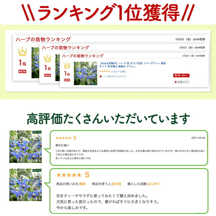 楽天市場 ハーブ 苗 ボリジ青花 ハーブティー 栽培キット 寄せ植え 鉢植え タイム 乾燥 ドライハーブ セット 室内 プランター 種 ラベンダー 苗木 花苗 観葉植物 ハーブガーデン ハーブミックス ハーブの土 かわいい ボリジ青 ハーブ苗のポタジェガーデン