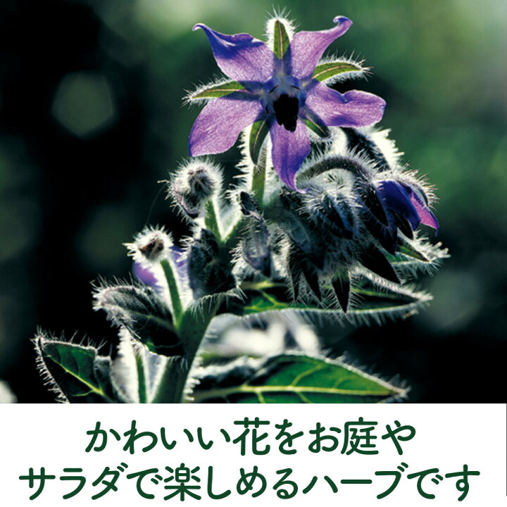 楽天市場 ハーブ 苗 ボリジ青花 ハーブティー 栽培キット 寄せ植え 鉢植え タイム 乾燥 ドライハーブ セット 室内 プランター 種 ラベンダー 苗木 花苗 観葉植物 ハーブガーデン ハーブミックス ハーブの土 かわいい ボリジ青 ハーブ苗のポタジェガーデン