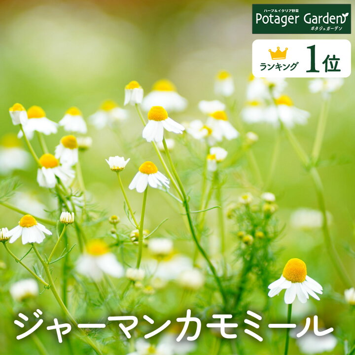 ミントの栽培方法
