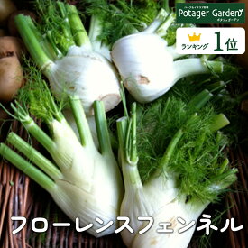 【本日P2倍】 秋 野菜苗 フローレンスフェンネル（ハーブ 苗 栽培キット 寄せ植え 鉢植え タイム 乾燥 ドライハーブ セット 室内 プランター 種 ラベンダー 苗木 花苗 観葉植物 ハーブガーデン ハーブミックス ハーブの土 かわいい）