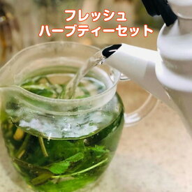 楽天市場 レモングラス 生の通販