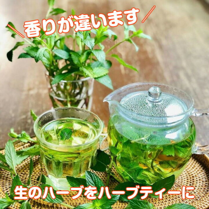 楽天市場 本日p2倍 ハーブ 食用 生 ハーブティー 3パックセット レシピ付 フレッシュハーブ レモンティー 野菜 サラダ 生 業務用 使い方 ギフト スパイス Herb Tea ハーブ苗のポタジェガーデン