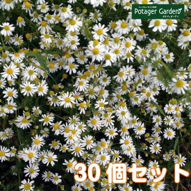 楽天市場 ジャーマンカモミール 苗の通販