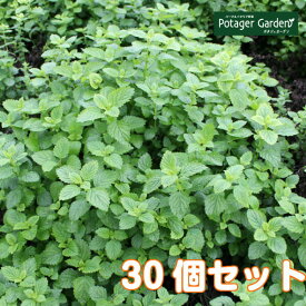 楽天市場 ミント 種の通販