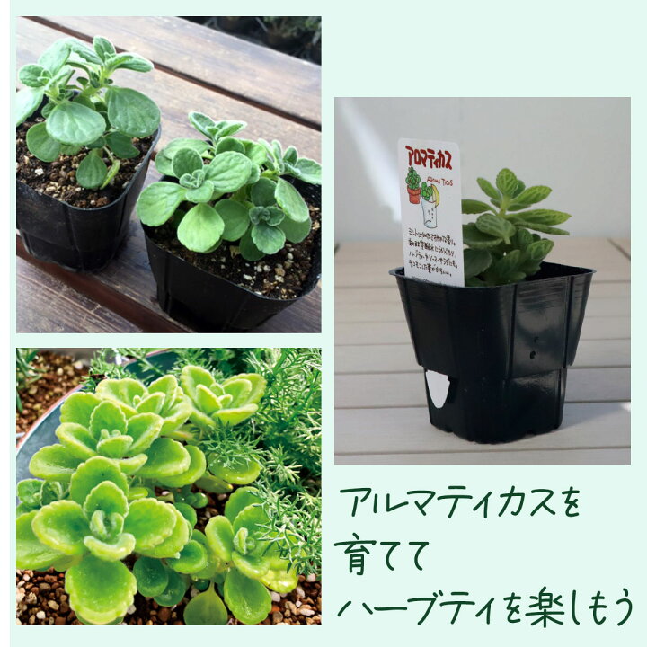 楽天市場】【本日P2倍】 ハーブ 苗 アロマティカス（ハーブティー 栽培  
