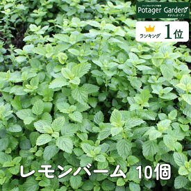 【本日P2倍】 ハーブ 苗 セット レモンバーム 10個（ハーブティー ハーブ苗 寄せ植え 鉢植え 栽培キット 種 野菜 ミント ラベンダー ローズマリー 花 東京 時期 卸 春 夏 秋 冬 種類 詰め合わせ Herb Lemonbalm）バーム10個