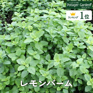 y{P2{z n[u c o[in[ueB[ n[uK[f ͔|Lbg ԕc K[fjO   Mtg  Vst X tbV eB[ ̓ g mJt