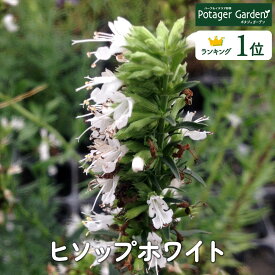 【本日P2倍】 ハーブ 苗 ヒソップホワイト（ハーブティー ハーブガーデン 栽培キット 花苗 ガーデニング ドライハーブ セット 室内 プランター 寄せ植え ティーバッグ ハーブウォーター 乾燥 料理 プランター 家庭菜園 キット）