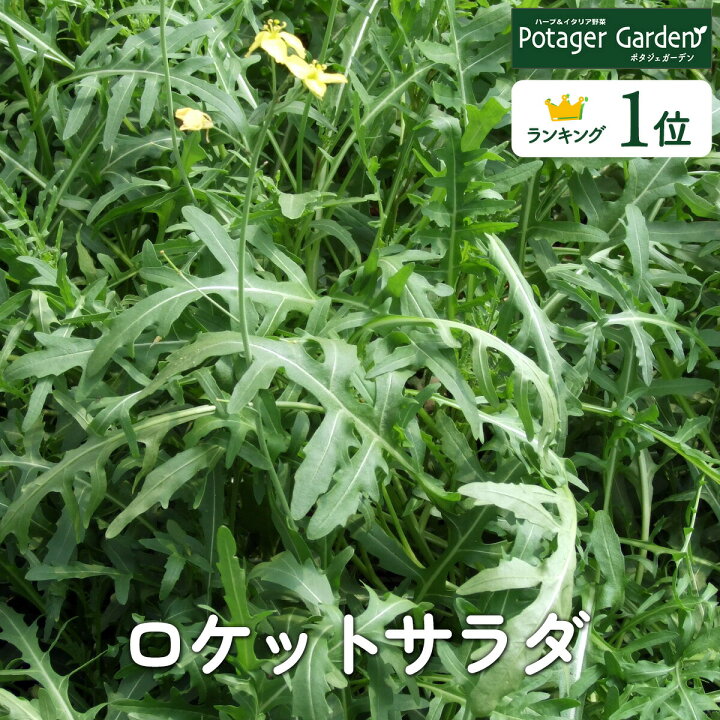 楽天市場 ハーブ 苗 ルッコラ ハーブティー ハーブガーデン 栽培キット 花苗 ガーデニング ドライハーブ セット 室内 プランター 寄せ植え ティーバッグ ハーブウォーター 乾燥 料理 プランター 家庭菜園 キット ロケット ハーブ苗のポタジェガーデン