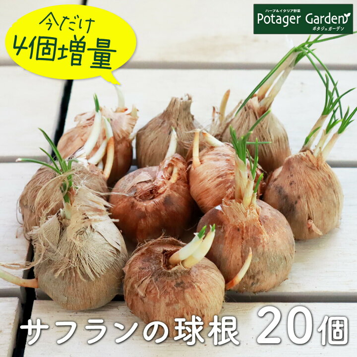 楽天市場 本日p2倍 サフラン 球根 個セット サフランライス サフランとは 花 サフラン茶 画像 サフランライスの素 育て方 香辛料 ハーブ苗のポタジェガーデン