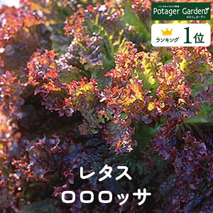 y{P2{z  c bTin[ueB[ n[uK[f ͔|Lbg ԕc K[fjO hCn[u Zbg  v^[ 񂹐A eB[obO n[uEH[^[   v