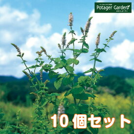 【本日P2倍】 ハーブ 苗 セット アップルミント 10個（ハーブティー ハッカ油 虫除け グリーン 鉢植え 栽培方法 育て方 使い方 選び方 種類 花苗 簡単 プランター 栽培キット ミントグリーン バジル ローズマリー 寄せ植え 野菜 種より苗 春 夏 秋 冬）アップル10個