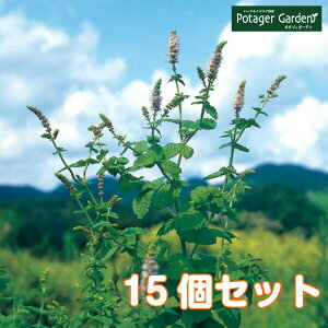 y{P2{z n[u c Zbg Abv~g 15i n[ueB[ nbJ  O[ A ͔|@ ĕ g Iѕ  ԕc ȒP v^[ ͔|Lbg ~g