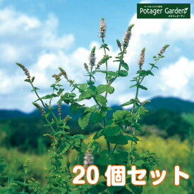 ハーブ 苗 セット アップルミント 20個（送料無料 ハーブティー ハッカ油 虫除け グリーン 鉢植え 栽培方法 育て方 使い方 選び方 種類 花苗 簡単 プランター 栽培キット ミントグリーン バジル ローズマリー 寄せ植え 種 春 夏 秋 冬） アップル20個