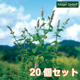 楽天市場 ローズマリー 寄せ植えの通販 楽天市場 ローズマリー 寄せ植えの通販