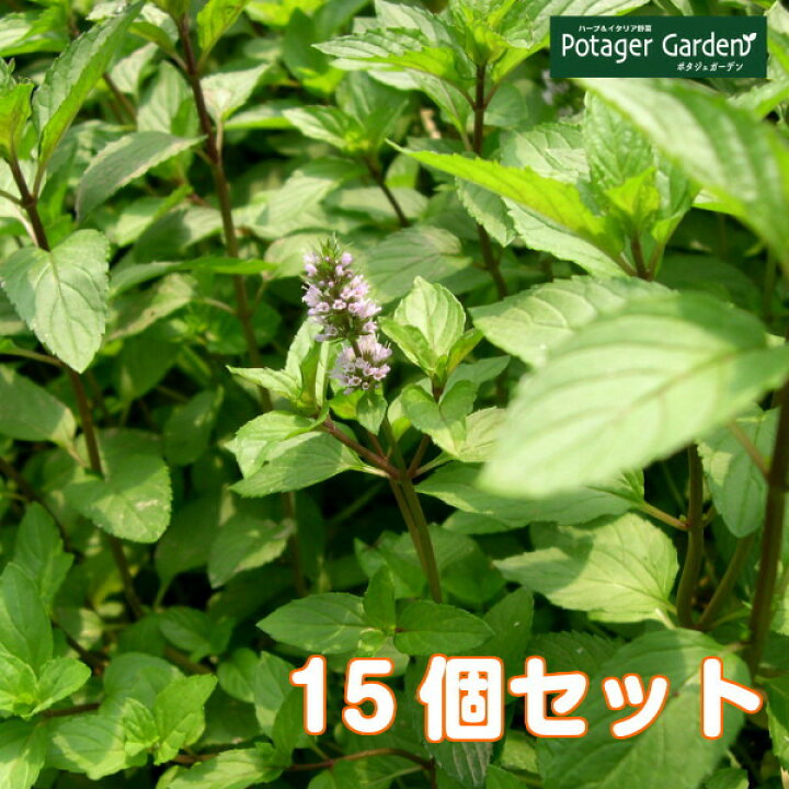 楽天市場 Tv紹介 ハーブ 苗 セット ペパーミント 15個 送料無料 ハーブティー ハッカ油 虫除け グリーン 鉢植え 栽培方法 育て方 使い方 選び方 種類 花苗 簡単 プランター 栽培キット ミントグリーン バジル ローズマリー 寄せ植え 野菜 種 春 夏 秋 冬 15個