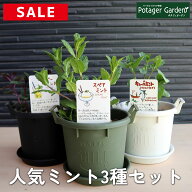 【本日P2倍】 半額相当 ハーブ ミント 苗 3種セット（ハーブティー プラ製プランター かわいい 寄せ植え …