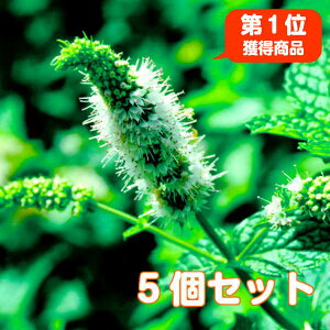 苗 バジルの通販 価格比較 価格 Com