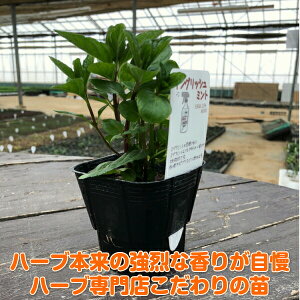 ミント 鉢植えの通販 価格比較 価格 Com