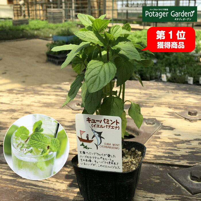 楽天市場 ハーブ 苗 オーデコロンミント ハーブティ ハッカ油 虫除け グリーン 鉢植え 栽培方法 育て方 使い方 選び方 種類 花苗 プランター 栽培キット ミントグリーン ドライハーブ ラベンダー バジル ローズマリー 寄せ植え 野菜 種 春 夏 秋 冬 オーデm ハーブ苗
