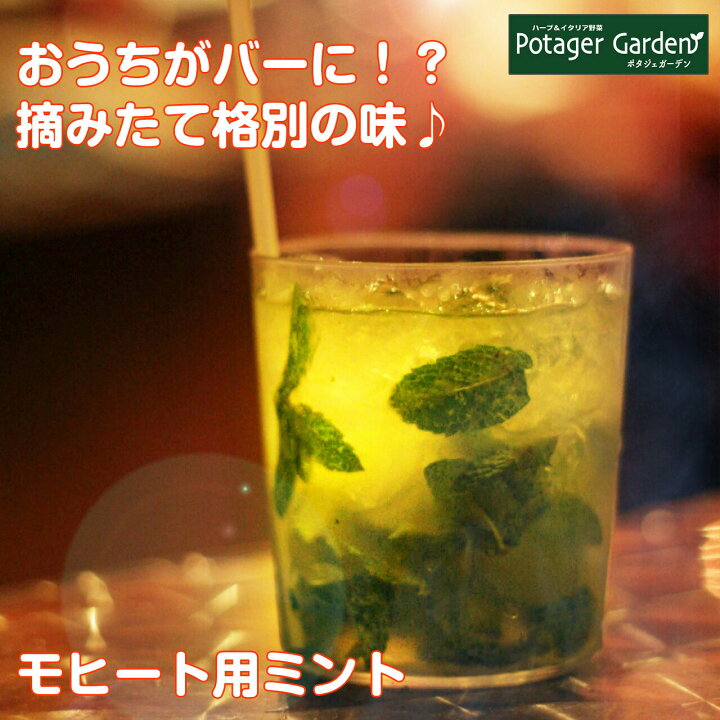 楽天市場 ハーブ 苗 イエルバブエナ モヒートミント リキュール レシピ ハーブティー グリーン 鉢植え 栽培方法 育て方 使い方 選び方 種類 花苗 簡単 プランター セット 栽培キット ミントグリーン ラベンダー バジル ローズマリー 寄せ植え 種 カクテル ハーブ苗