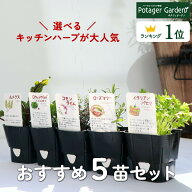 【本日P2倍】 【TV紹介】選べる 苗 セット ハーブ苗 5個（花苗 季節の苗 苗木 苗物 ガーデニング ハーブ…