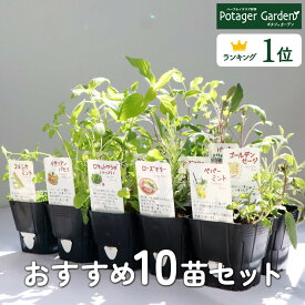 【本日P2倍】 【TV紹介】選べるハーブ 苗 セット 10個（選べる 寄せ植え 栽培 送料無料 ハーブティー ハーブガーデン ガーデニング 観葉植物 カモミール ローズマリー ミント 花苗 苗木 家庭菜園 買いまわり 買い回り ハーブ苗専門店 herb）10個 お試しセット