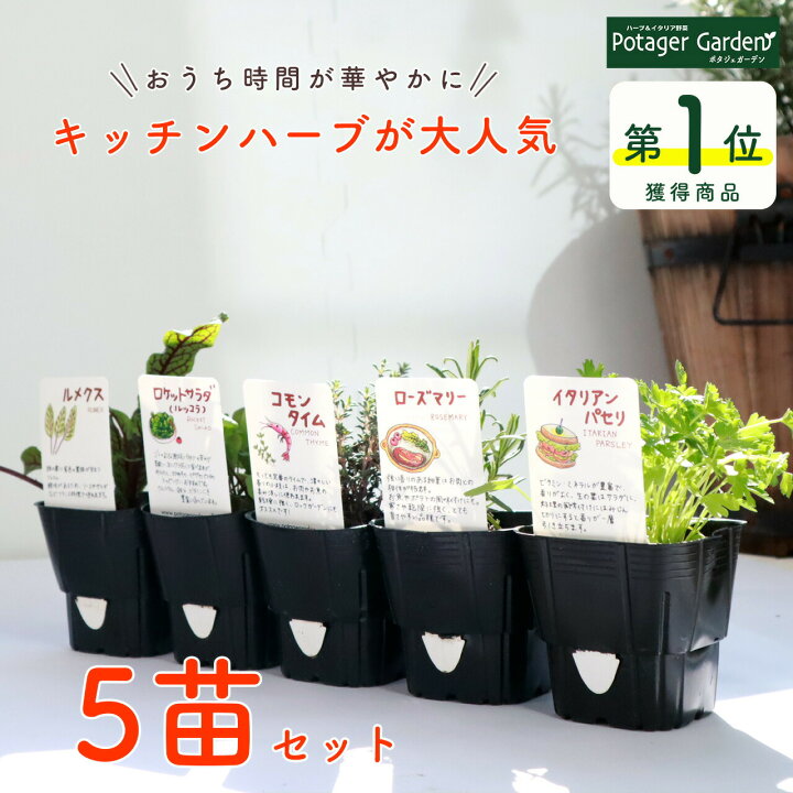 楽天市場 Tv紹介 選べる ハーブ 苗 セット 5個 おまかせ 初心者 お試し 花苗 苗木 寄せ植え 家庭菜園 栽培 ガーデニング 送料無料 ハーブティー ハーブガーデン 観葉植物 カモミール ローズマリー ミント 買いまわり 買い回り ポイント消化 ハーブ苗専門店