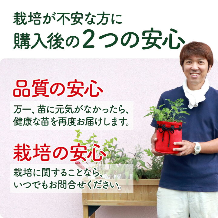 楽天市場 ハーブ 苗 除虫菊 蚊取り線香 白 シロバナムシヨケギク 蚊連草 育て方 効果 成分 マーガレット 除虫菊とは 猫 虫除け 虫よけ シール 玄関 アロマ 虫除けネット 帽子 犬 ベランダ 子供 キャンドル 効果 ハーブ苗のポタジェガーデン