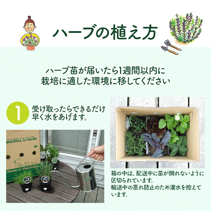 楽天市場 本日p2倍 ハーブ 苗 除虫菊 蚊取り線香 白 シロバナムシヨケギク 蚊連草 育て方 効果 成分 マーガレット 除虫菊とは 猫 虫除け 虫よけ シール 玄関 アロマ 虫除けネット 帽子 犬 ベランダ 子供 キャンドル 効果 ハーブ苗のポタジェガーデン