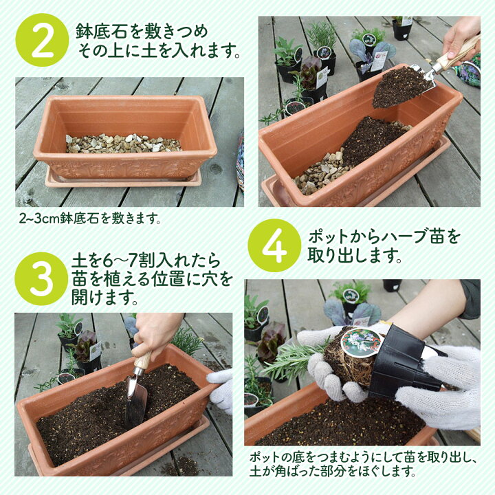楽天市場 本日p2倍 ハーブ 苗 ルー ハーブティー 栽培キット 寄せ植え 鉢植え タイム 乾燥 ドライハーブ セット 室内 プランター 種 ラベンダー 苗木 花苗 観葉植物 ハーブガーデン ハーブミックス ハーブの土 かわいい ハーブ苗のポタジェガーデン 楽天市場 本日p2倍 ハーブ 苗 ルー ハーブティー 栽培キット 寄せ植え 鉢植え タイム 乾燥 ドライハーブ セット 室内 プランター 種 ラベンダー 苗木 花苗 観葉植物 ハーブガーデン ハーブミックス ハーブの土 かわいい ハーブ苗のポタジェガーデン