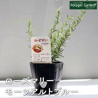 【本日P2倍】 ハーブ 苗 ローズマリー モーツァルト（精油 鉢 鉢植え 花苗 苗木 栽培 室内 庭 ベランダ …