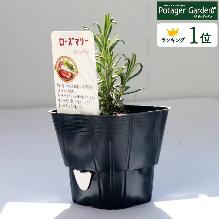 楽天市場 本日p2倍 ハーブ 苗 ローズマリー 立性 ウッド 精油 鉢 鉢植え 花苗 苗木 栽培 室内 庭 ベランダ 食用 育て方 使い方 ガーデン 卸 ドライフラワー アロマオイル 効能 立性 ラベンダー ミント タイム 寄せ植え 挿し木 花 ギフト 誕生日 プレゼント