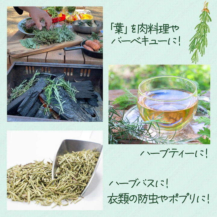 楽天市場 本日p2倍 ハーブ 苗 ローズマリー 立性 ウッド 精油 鉢 鉢植え 花苗 苗木 栽培 室内 庭 ベランダ 食用 育て方 使い方 ガーデン 卸 ドライフラワー アロマオイル 効能 立性 ラベンダー ミント タイム 寄せ植え 挿し木 花 ギフト 誕生日 プレゼント