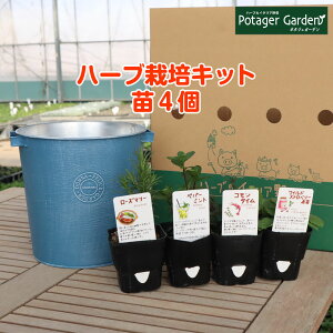寄せ植え 観葉植物 苗の人気商品 通販 価格比較 価格 Com