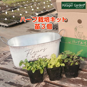 観葉植物 寄せ植え 鉢 苗の人気商品 通販 価格比較 価格 Com 観葉植物 寄せ植え 鉢 苗の人気商品 通販 価格比較 価格 Com