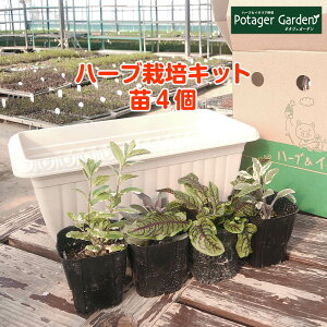 寄せ植え 観葉植物 苗の人気商品 通販 価格比較 価格 Com