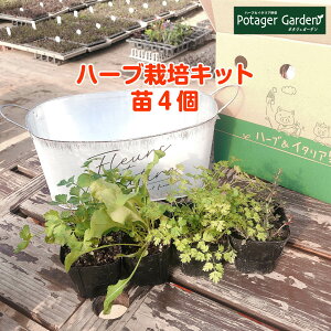 寄せ植え 観葉植物 苗の人気商品 通販 価格比較 価格 Com