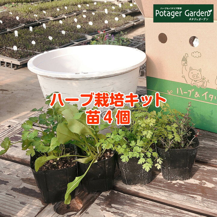 楽天市場 ハーブ 栽培キット 苗 セット プラ製プランター かわいい 寄せ植え ハーブティー ハーブガーデン 観葉植物 送料無料 バジル ローズマリー ミント 花苗 苗木 家庭菜園 キット 鉢植え 土 Herb アンティーク吊り下げサークル 白 苗4個 ハーブ苗のポタジェガーデン