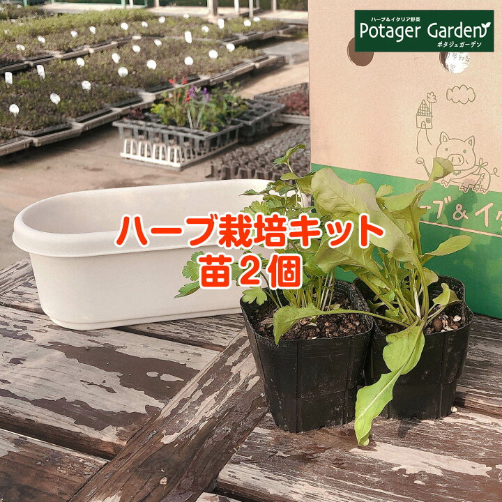 楽天市場 ハーブ 栽培キット 苗 セット プラ製プランター かわいい 寄せ植え ハーブティー ハーブガーデン 観葉植物 送料無料 バジル ローズマリー ミント 花苗 苗木 家庭菜園 キット 巣ごもり 鉢植え 土 受け皿なし プラ製 白 苗2個 ハーブ苗のポタジェガーデン