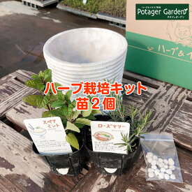 楽天市場 ローズマリー バジル 寄せ植えの通販
