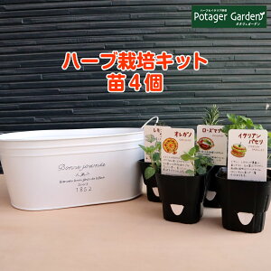 寄せ植え 観葉植物 苗の人気商品 通販 価格比較 価格 Com