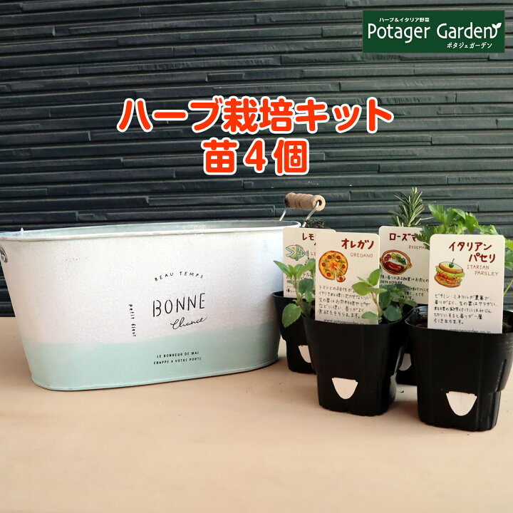 楽天市場 本日p2倍 ハーブ 栽培キット パステルツートン 青 苗4個 苗 セット ブリキプランター かわいい 寄せ植え ハーブティー ハーブガーデン 観葉植物 送料無料 バジル ローズマリー ミント 花苗 苗木 家庭菜園 女子力 鉢植え 土 Herb ハーブ苗のポタジェガーデン
