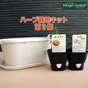 寄せ植え 観葉植物 苗の人気商品 通販 価格比較 価格 Com